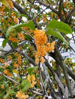 ご主人様いらっしゃい 大分店　ｳﾒ♡すご技テクニシャ