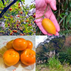 さくら　ゆり　(濃密巧妻)