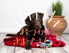 JaPON　新人真子ﾏｺ