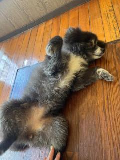 CLUB LUMINE　Haru【ハル】