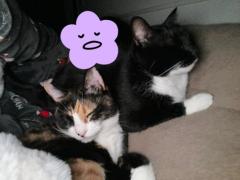 CLUB LUMINE　Haru【ハル】