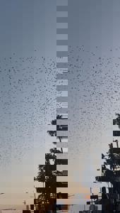 スウィートルーム　のざき