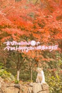 待ちナビ　ひろか