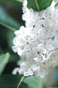 待ちナビ　しょう