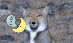 ぽちゃカワましゅまろ～GRINDグループ～(宮崎市) かな(都城店)