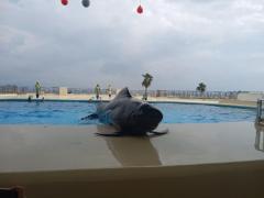 鹿児島天文館デリヘルLOVEVE～ラヴィーヴ～(鹿児島市) りと☆聖水黄金AF対応Lカップ☆