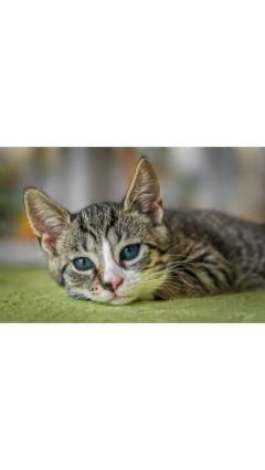 JaPON　茶々ﾁｬﾁｬ