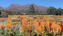 ご主人様いらっしゃい 大分店　神舌ゆい♡最強エロ女（痩せてきた）