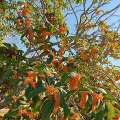 CLUB LUMINE　Mashiro【ましろ】