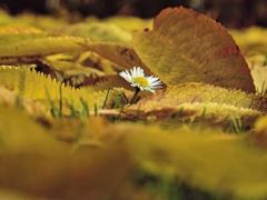 Spica(すぴか)　★かおる★電撃移籍入店決定！