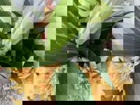 大人の遊園痴「スピーディー」　りつ（敏感で癒し系）