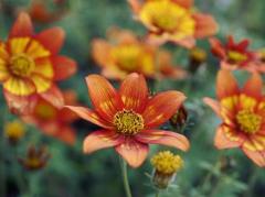 Spica(すぴか)(延岡市) ★かおる★電撃移籍入店決定！