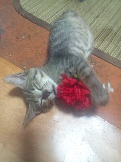 保険屋のおばちゃん　まり