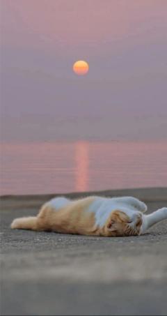 JaPON　茶々ﾁｬﾁｬ