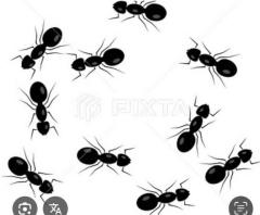 CLUB LUMINE　Haru【ハル】