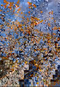 大人の遊園痴「スピーディー」　すず（感度ビンビン癒し妻）