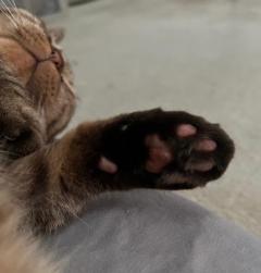 MANIN-ONREIマン淫御礼　風月（ふづき）色白巨乳美人