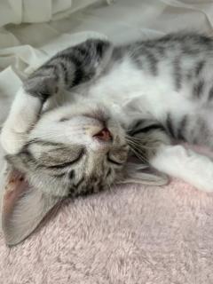 キャンディ　ミレイ