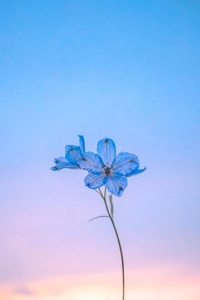 宮崎ちゃんこ都城店　あずさ