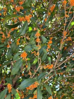 Spica(すぴか) 延岡市デリヘル 新★まい★完全業界初！ 写メ日記「おはよう?」