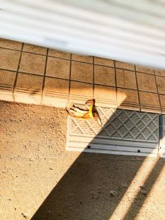 La Rouge　和音【かのん】