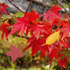 CLUB LUMINE　Mashiro【ましろ】