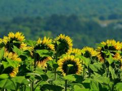 Spica(すぴか)　★かおる★電撃移籍入店決定！