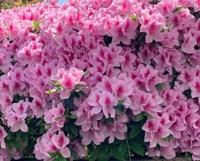 待ちナビ　らいあ