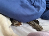 TheGrandPhoenix　澪夏※伝説クラスのSSS級美女