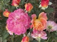 待ちナビ　きょうこ