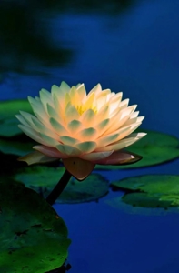 待ちナビ　こゆき