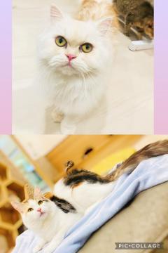 La Rouge　和音【かのん】