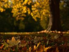 Spica(すぴか)　★かおる★電撃移籍入店決定！