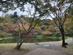 JaPON　環菜ｶﾝﾅ