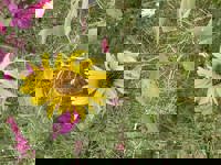 大人の遊園痴「スピーディー」　りつ（敏感で癒し系）