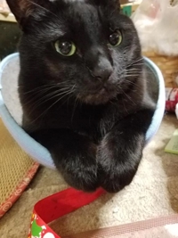 白うさぎ　めいさ