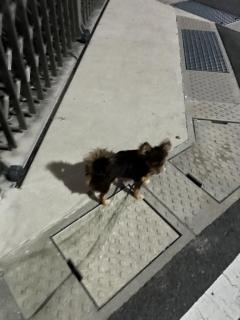 CLUB LUMINE　Haru【ハル】