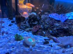 キャンディ　ラナ