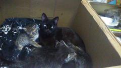 保険屋のおばちゃん　まり