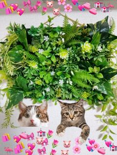 ご主人様いらっしゃい 大分店　キキ♡感度良好♡