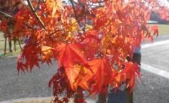 鹿児島天文館デリヘルLOVEVE～ラヴィーヴ～　まき☆沼り注意！潮吹きエロ天使☆