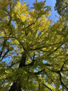 Heaven Club (ヘブンクラブ) マキ♡