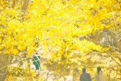 鹿児島ちゃんこ薩摩川内店　もあ