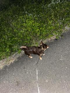 CLUB LUMINE　Haru【ハル】