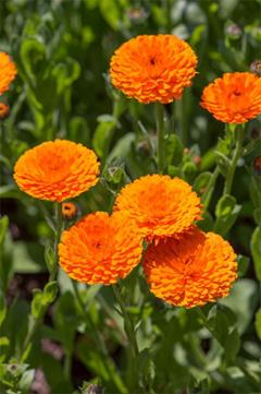 Spica(すぴか)　★ラン★超淫乱美女降臨