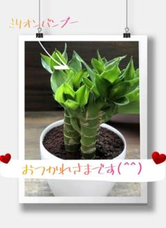 JaPON　新人真子ﾏｺ