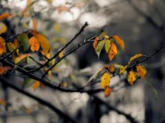 Spica(すぴか)　★かおる★電撃移籍入店決定！