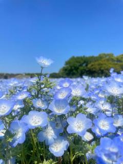 キャンディ　ナナ