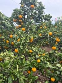 待ちナビ　しょう