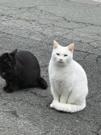 待ちナビ　しょう